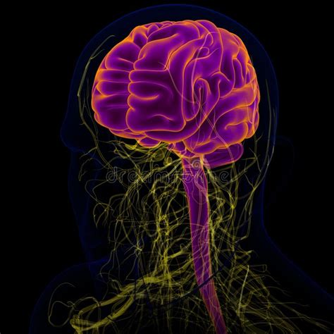 3d Illustration Human Brain With Nervous System Anatomy Stock