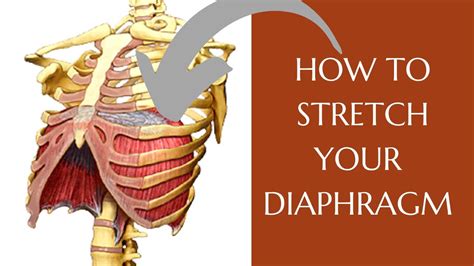 How To Stretch Your Diaphragm Diaphragmatic Excursion Youtube