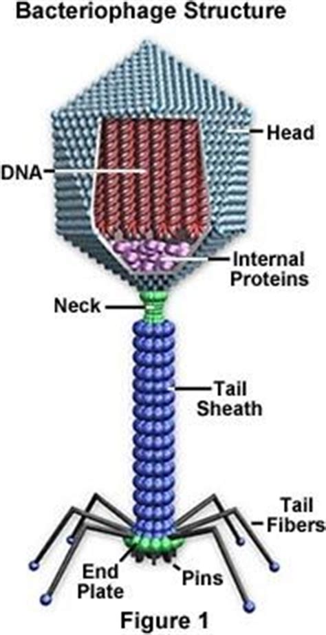 However, plant cells also have features that animal cells do not have: Do viruses have cell walls? What is their complete ...