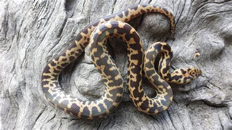 Aussie Reptiles Pythons