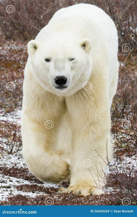 Polar Bear Approaching Stock Image Image Of Maritimus 56650269