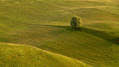 Green Leafed Tree Slope Grass Field Hills 4k Hd Nature Wallpapers Hd