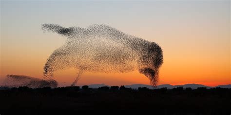 Flock Of Starlings In Shape Of Giant Bird Shortlisted In Photo Contest