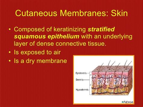 Skin And Body Membranes