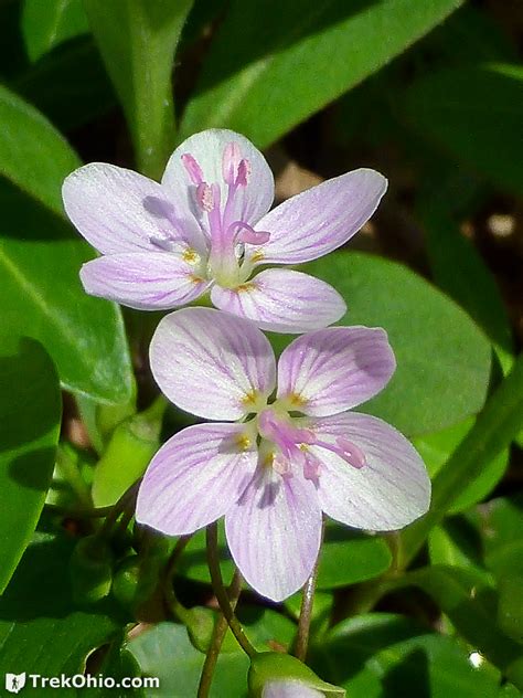 Go online and look for online florists who deliver funeral arrangements to ohio. Early Spring Wildflowers 2016 | TrekOhio