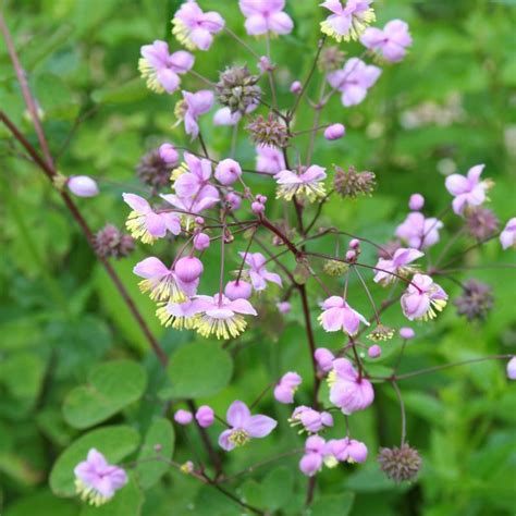 Healthy, top quality ligustrum plants for sale. THALICTRUM rochebrunianum