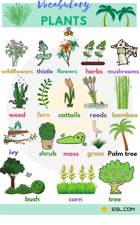 Types of flowers list in english. 208shares Learn plants vocabulary in English. Plants are ...
