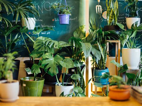The Best Plant Shops And Nurseries In Melbourne