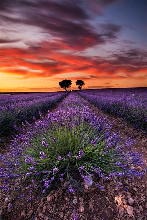 Color Landscape Photograph Of Lavender Fields Landscape Fine Art