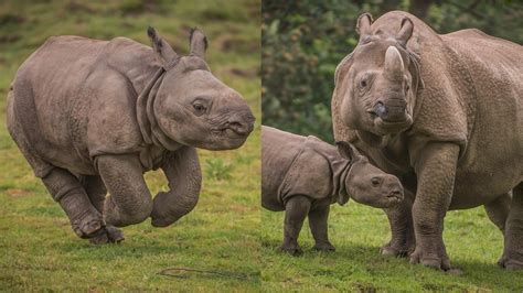 Rare Baby Rhino Born At Chester Zoo Given Adorable Name Bt