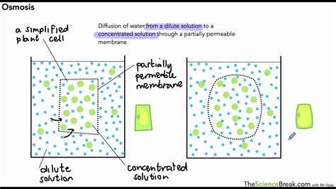 Osmosis For Aqa 9 1 Gcse Biology And Trilogy Combined Science Youtube