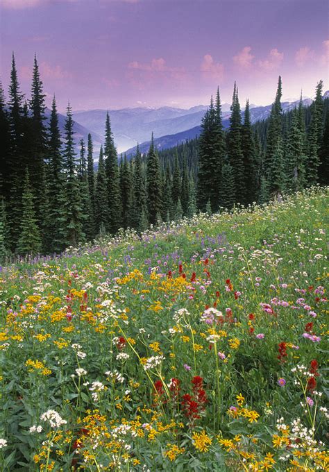 Alpine Wildflower Meadow Mount Photograph By Darwin Wiggett Fine Art