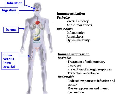 the immune system diagram