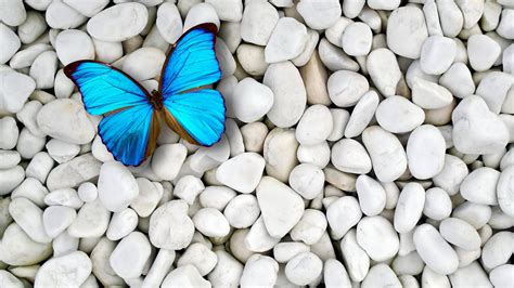 Blue Butterfly On White Pebble Stones Hd Birds Wallpapers Hd