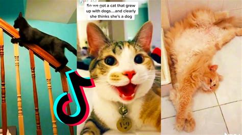 Cats Being Cats 😼tik Tok Compilation Funny Tik Toks Best Tiktok