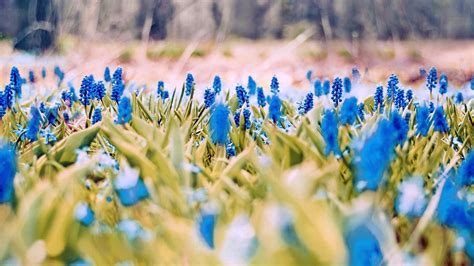 Pretty Spring Flowers Blue Nature Hd Wallpaper