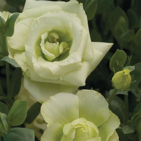 Lisianthus Mariachi Lime Green Flower Seeds —