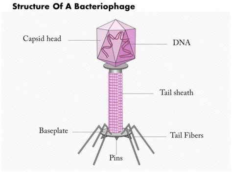 The lambda virus is a bacteriophage (virus that targets bacteria) that infects specifically the dna (deoxyribonucleic acid) is structure made up of nucleic acids that compose chromosomes made up. 0814 Structure Of A Bacteriophage Medical Images For ...