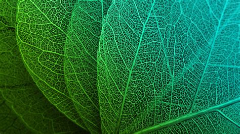 Green Leaves Hd Wallpapers Hd Wallpapers Id 23043