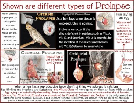 Prolapsed Cloaca In Birds What To Do