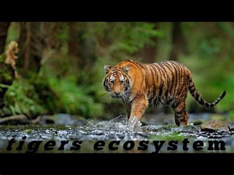Tiger Ecosystem And Their Living Nature Simple Explanation Ecosystem