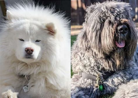 12 Big Fluffy Dog Breeds That Are Adorable And Amazing To Look Photos