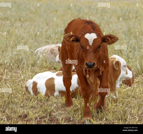 New Baby Calf Cow Hi Res Stock Photography And Images Alamy