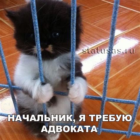 Лучшие в этот день лучшие архив новые / новый блондинки вконтакте вовочка дорога и гаи злободневно пошлые (16+) про армию про врачей компьютерные коронавирус криминал наркоманы национальности Смешные картинки про кошек с надписями (35 фото) 🔥 ...
