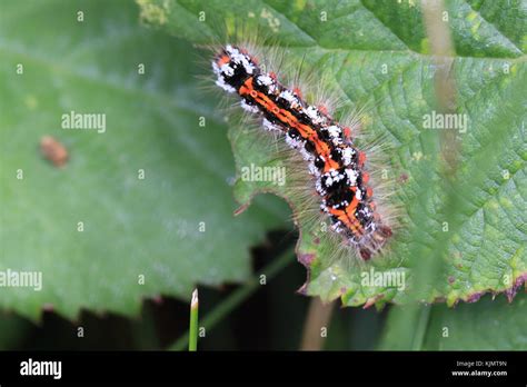 Brown Tail Moth Caterpillar Euproctis Chrysorrhoea On A Bramble
