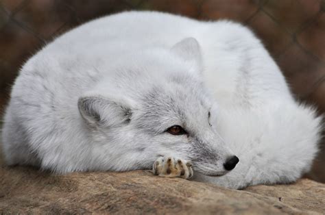 The Arctic Fox Is The Only Land Mammal Native To Iceland Awwducational