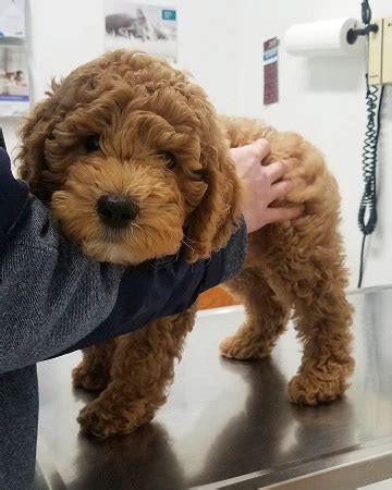 21315 great mills road, lexington park, md 20653. The Well Pet Clinic | Southern Maryland Vet Care Spay ...