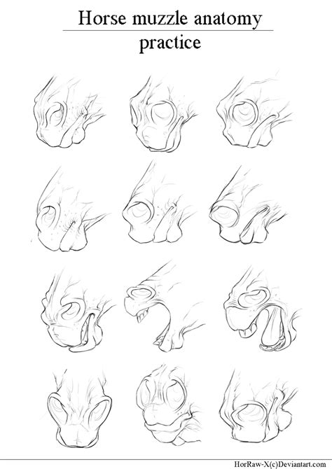 Horse Muzzle Anatomy