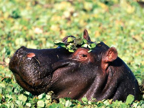 Hippopotamus Animal Predator Photo Picture Hd Wallpaper Free Download