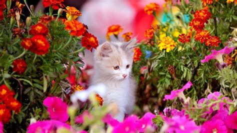 kitten with flowers cats photo 36923880 fanpop