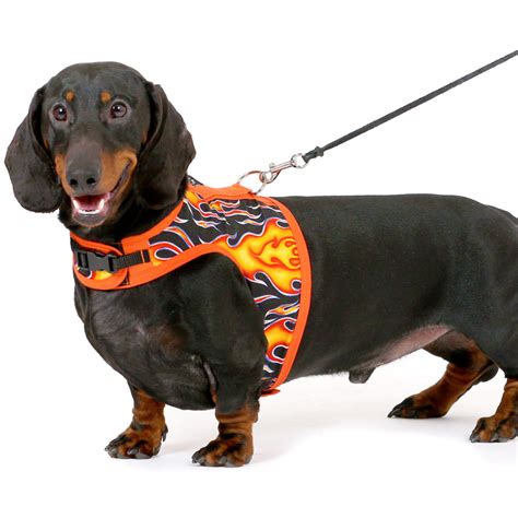 Best Dog Harnesses For Dachshunds Bean Goods