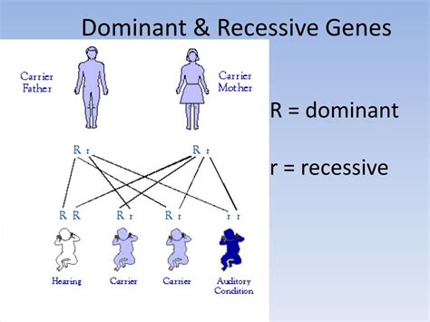 Dominant And Recessive Genes Classroom Partners