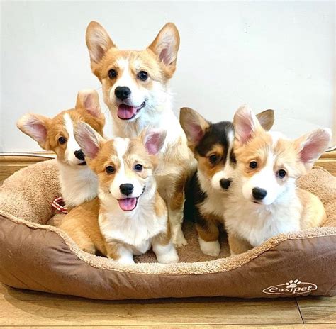 Pembroke Welsh Corgi Puppies For Sale Adoption From New Zealand
