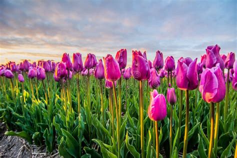 Field Of Tulips With A Cloudy Sky In Hdr Stock Image Image Of Beauty
