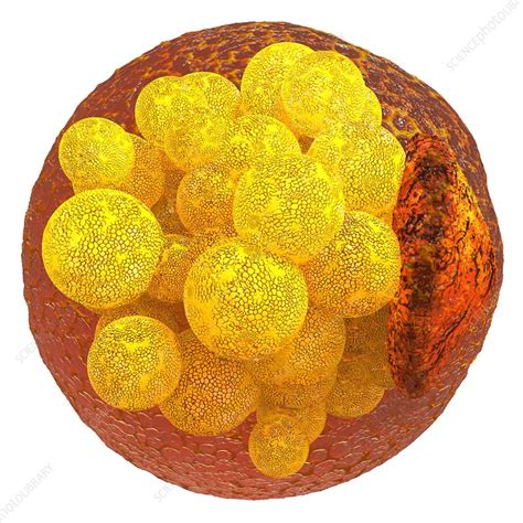 Human Fat Cell Artwork Stock Image C0354258 Science Photo Library
