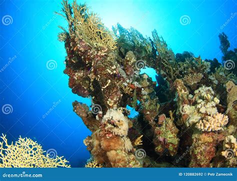 Coral Reef In Red Sea Stock Photo Image Of Environment 120882692