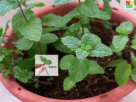 How To Grow Mint Step By Step Photos