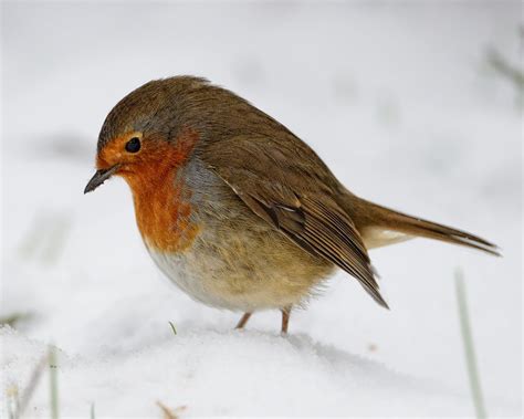 Winter Robin Robin Seen In Lee Valley In The Snow High Is Flickr