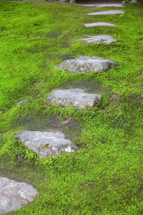Stepping Stones In Japanese Moss Garden Stock Image Image Of Asian