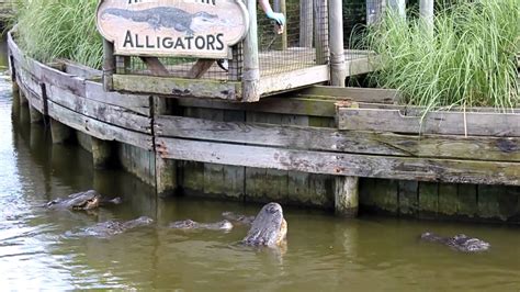Alligator Farm Myrtle Beach South Carolina Youtube