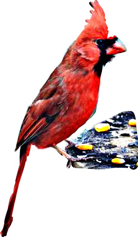 Cardinal Northern Cardinal Transparent Png Original Size Png Image