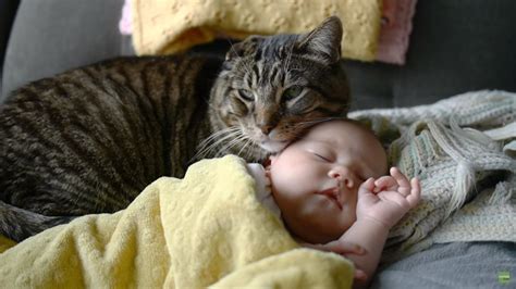 Cat Watches Over Baby Life With Cats