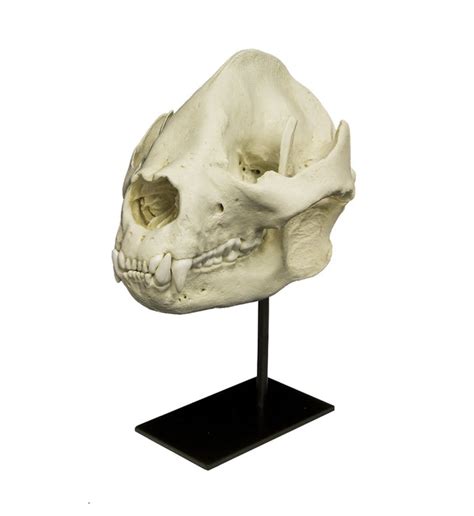 Replica Giant Panda Skull For Sale — Skulls Unlimited International Inc