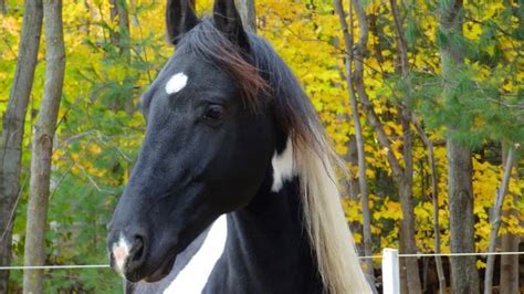 Friesian Horse Facts And Information - Breed Profile