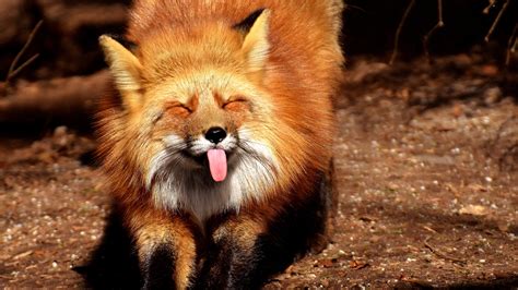 3840x2160 Fox Funny Protruding Tongue 4k Wallpaper Hd Animals 4k Wallpapers Images Photos