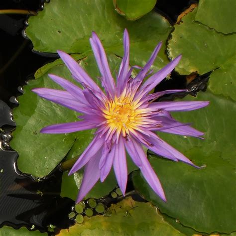 Tropical Water Lilies Tropical Pond Plant The Pond Guy